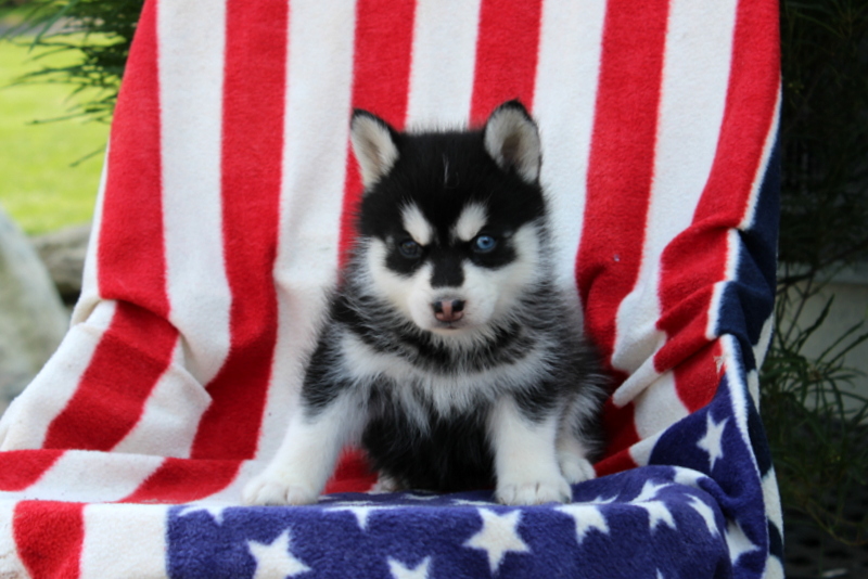 puppy, for, sale, Pomsky, Matthew B. Stoltzfus, dog, breeder, Gap, PA, dog-breeder, puppy-for-sale, forsale, nearby, find, puppyfind, locator, puppylocator, aca